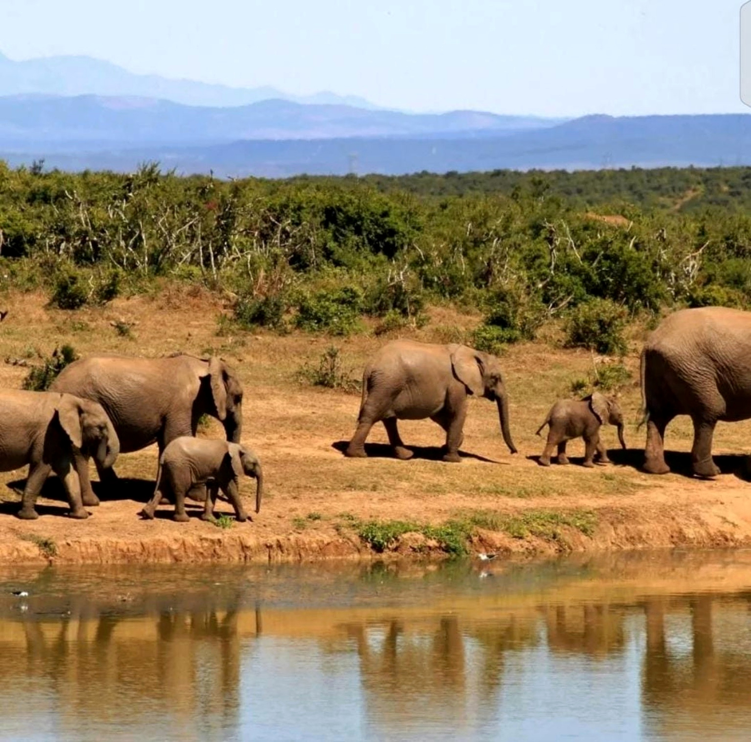 Elephants beside water beneath a mountain landscape